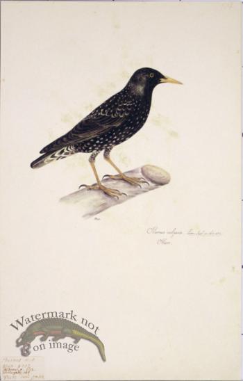 104 Swedish Birds . Sturnus Vulgaris, Male, Starling